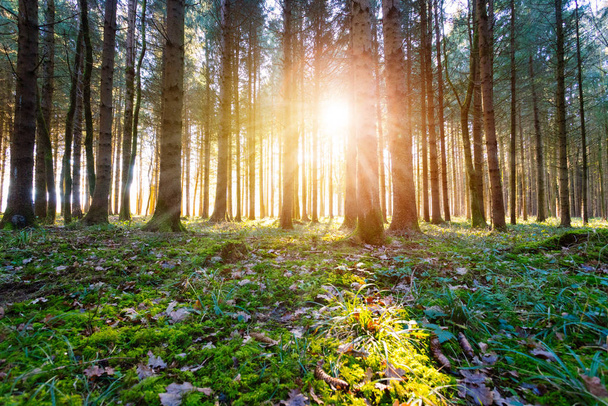Волшебный закат и солнечные лучи в лесу. Зеленая трава, стволы деревьев и свет.  - Фото, изображение