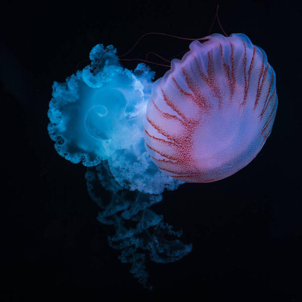 jellyfish south american sea nettle - Photo, image