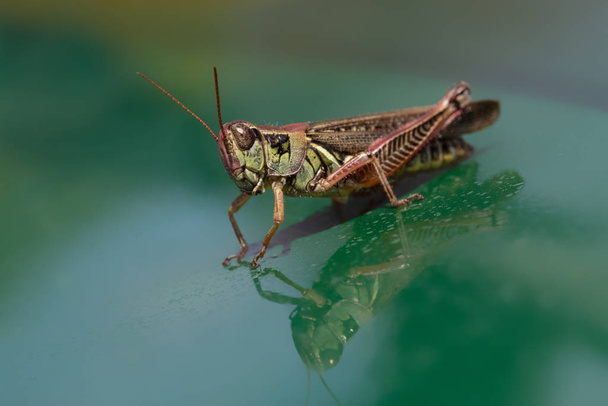Close up of grasshopper with reflection on blue green shiny background - Photo, Image