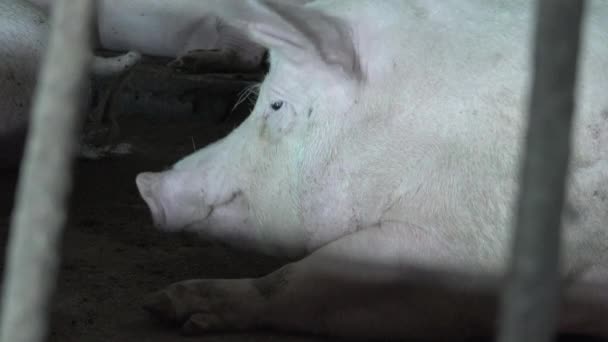 Portrait d'un gros porc blanc allongé derrière des barreaux dans un enclos sur une ferme, respectueux de l'environnement - Séquence, vidéo