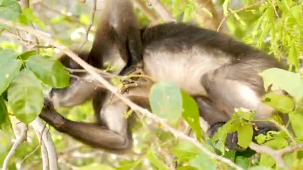 Şirin gözlüklü yaprak langur, ağaç dalındaki esmer maymun doğal yaşam alanındaki Ang Tanga ulusal parkında yeşil yaprakların arasında. Nesli tükenmekte olan hayvan türlerinin vahşi yaşamı. Çevre koruma kavramı - Video, Çekim