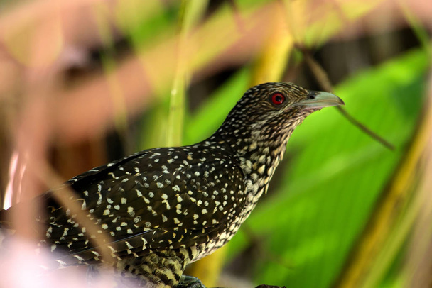 Female of Asian Koel in the middle of the jungle - Photo, Image