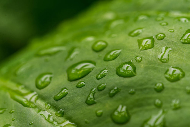Colorful nature macro photography of water drops on a green leaf. - Zdjęcie, obraz