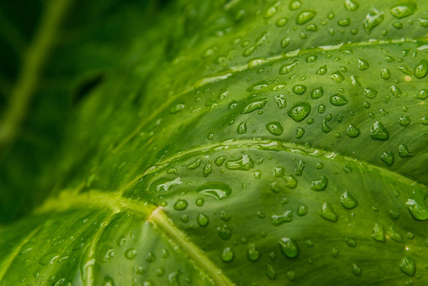 Colorful nature macro photography of water drops on a green leaf. - Photo, Image