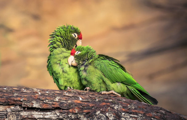 Cordilleran papuga Psittacara frontatus portret w świetle popołudniowym. - Zdjęcie, obraz