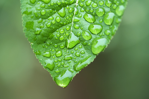 Green leaf and dew - Foto, Imagen