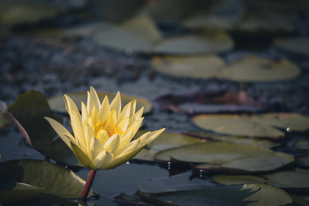 Beauty water lilly flower in a pond. - 写真・画像