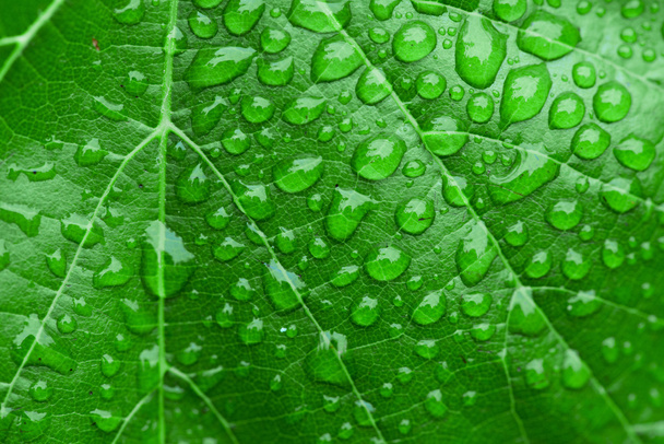 Green leaf and dew - Фото, зображення