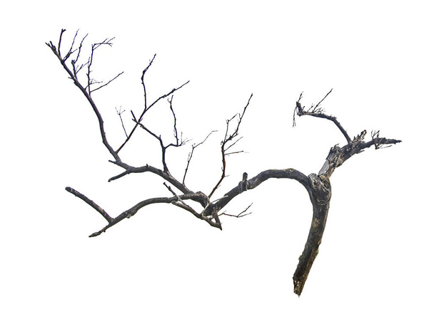 dry branch isolated on white background - Photo, Image