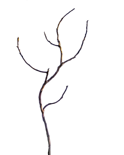 Ξηρό κλαδί απομονωμένο σε λευκό φόντο - Φωτογραφία, εικόνα