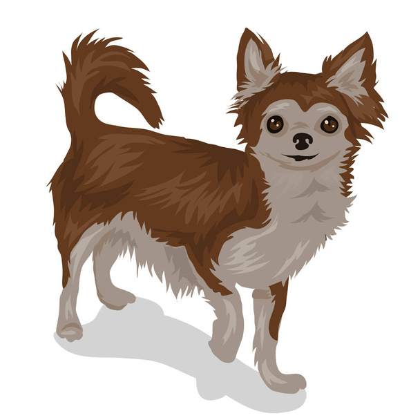 chihuahua dog isolated at the white background - Vector, afbeelding
