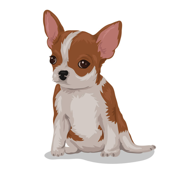 chihuahua dog isolated at the white background - Vector, Image