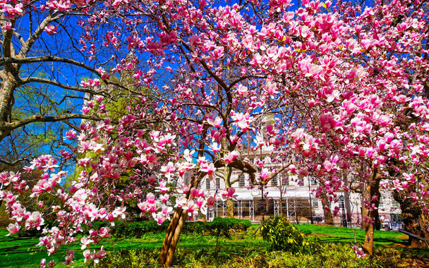 Magnolia Tree Blooming City Hall Park Lower Manhattan US
 - Фото, изображение