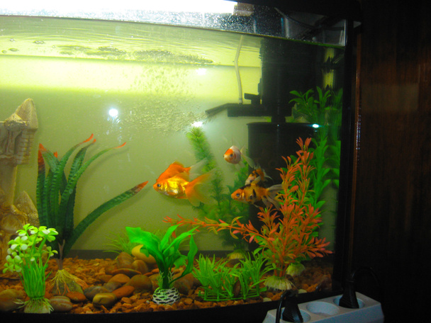 Several aquarium goldfish of different coloring swim in a large  - Photo, Image