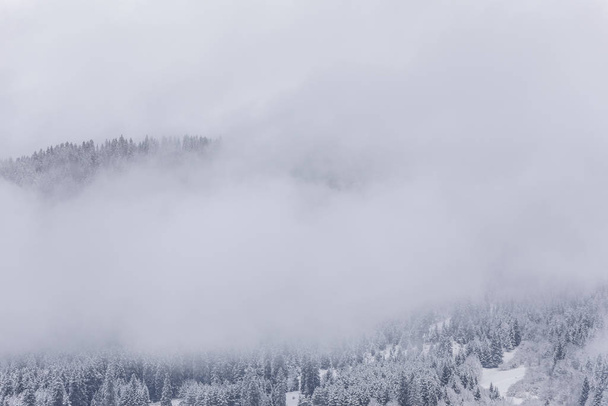 雪に覆われ覆われた山の針葉樹林 - 写真・画像