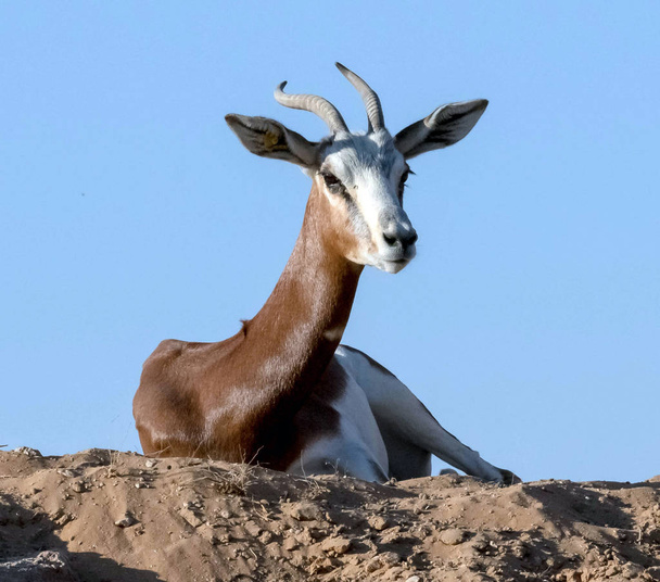 Дикі тварини Арабські гази або олені в пустелі - Фото, зображення