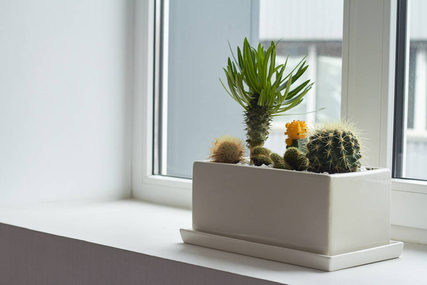 Pieni monivärinen kaktukset ja mehukkaita suuri valkoinen potti ikkunalaudalla, pehmeä tarkennus, paikka tekstin
. - Valokuva, kuva