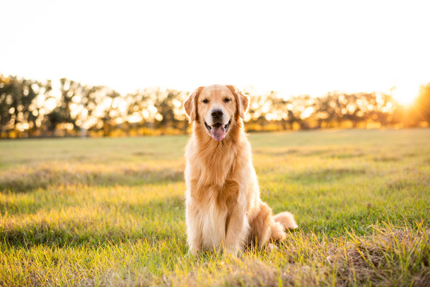 Golden retriever Free Stock Photos, Images, and Pictures of Golden retriever