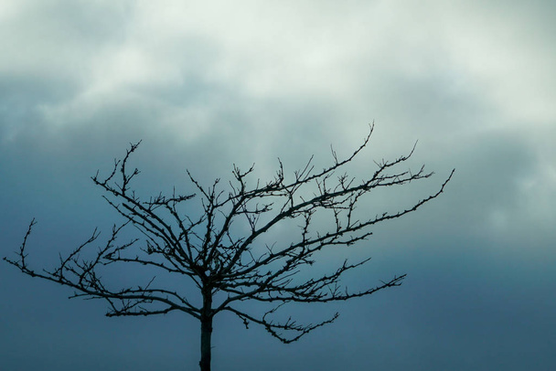 Árbol sin hojas con fondo azul tormenta cielo
 - Foto, Imagen