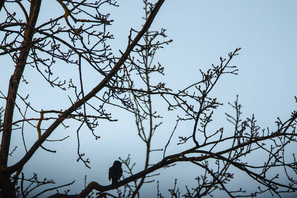 Silhueta do Pássaro Negro Comum, Turdus merula. Pássaro canta, enquanto sentado no ramo da árvore
. - Foto, Imagem