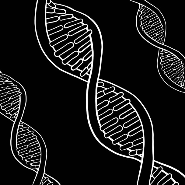 Структура молекулы ДНК. Белый контур на черном фоне
. - Вектор,изображение
