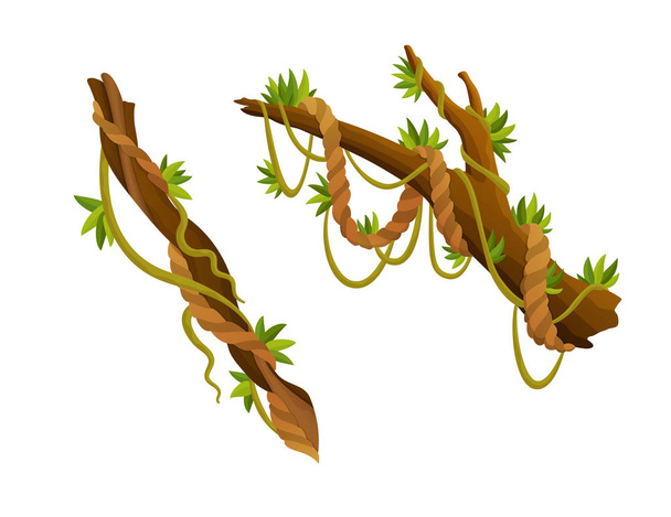 Liana ou jungle plante ou vigne sauvage verdure enroulement branches vecteur tige avec feuilles éléments décoratifs isolés vignes tropicales flore de la forêt tropicale et botanique exotique espèces et brindilles de curling sauvage
 - Vecteur, image