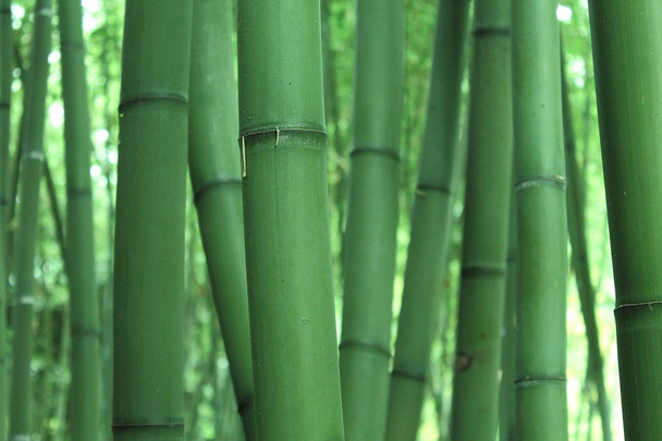 zelený bambus - Fotografie, Obrázek