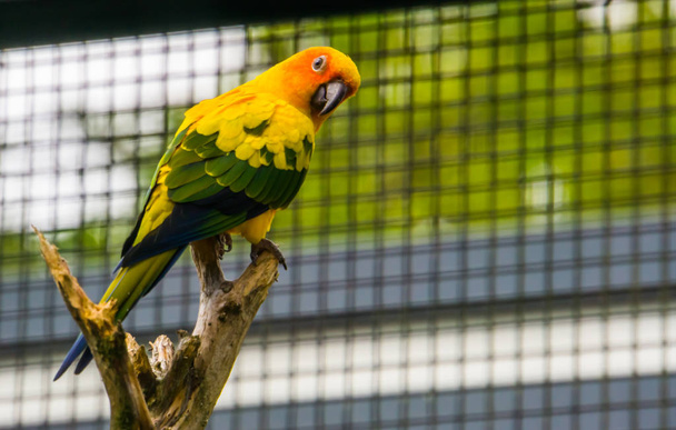 portré egy színes Sun papagáj ül egy ágon, trópusi kis papagáj Amerikából, Veszélyeztetett madárfaj - Fotó, kép
