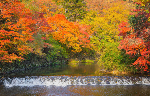 Red maple leaves or fall foliage in colorful autumn season near  - Photo, Image