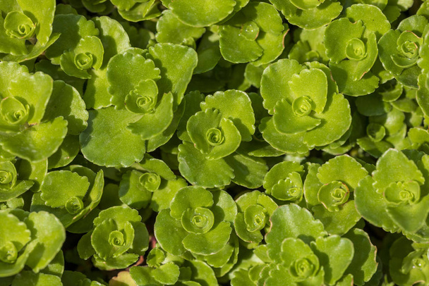 Detailní záběr šťavnatých zelených listů s kapkami vody. Obrázek - Fotografie, Obrázek