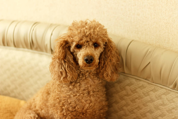 A sad lonely apricot poodle sits on a bed and look at you. - Foto, Bild