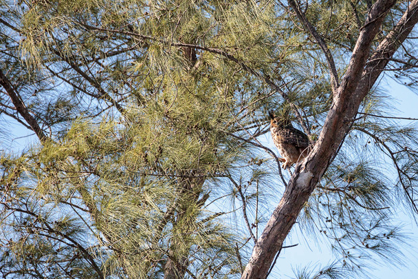 Büyük Boynuzlu Baykuş Bubo Virginianus bir ağaca tünedi - Fotoğraf, Görsel
