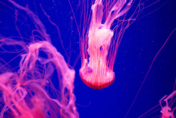Colorful Jellyfish underwater. Jellyfish moving in water. - Photo, image