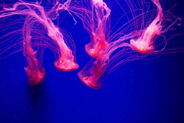 Värikäs Meduusa veden alla. Vedessä liikkuvat meduusat. - Valokuva, kuva