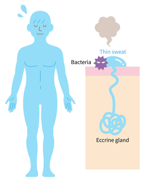 Glandula suor Eccrine no corpo humano e diagrama de pele. Conceito de saúde
 - Vetor, Imagem
