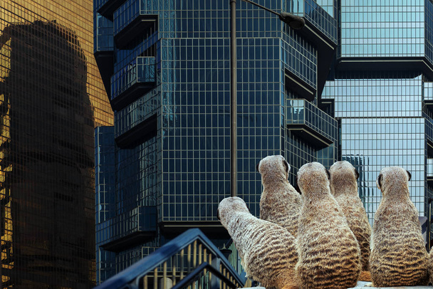 Meerkat szuka w Hong Kongu Commercial Building - Zdjęcie, obraz