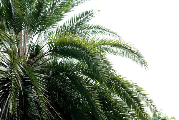 Palm leaves with the sky. - Φωτογραφία, εικόνα