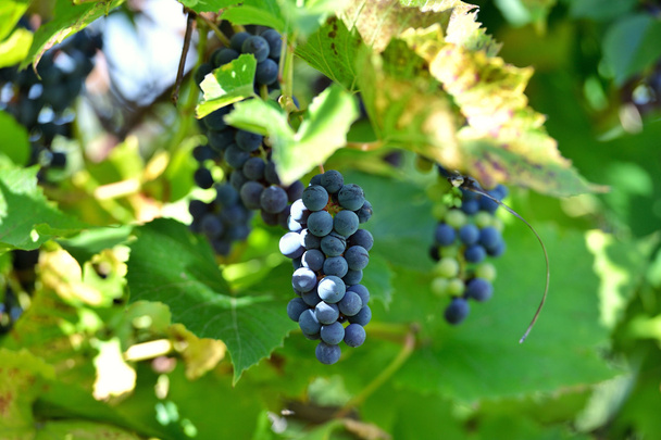 Branch of blue grapes - Photo, Image