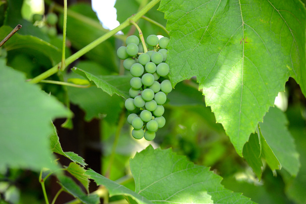 Branch of green grapes - Fotoğraf, Görsel