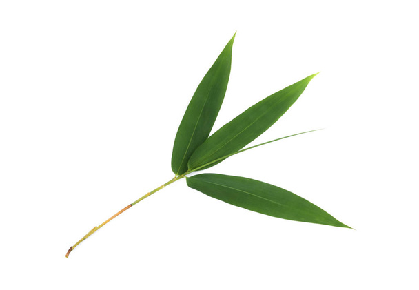 bamboo leaf isolated on white background - Foto, imagen