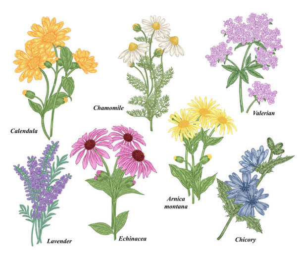 Medicinal herbs collection. Chamomile, Calendula, Echinacea, Valerian, Lavender, Arnica montana, Chicory flowers. Vector illustration botanical. Colorful engraved style. - Vector, Image