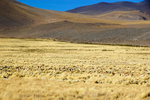 Vicuna in the Puna de Atacama, Argentina - Photo, Image