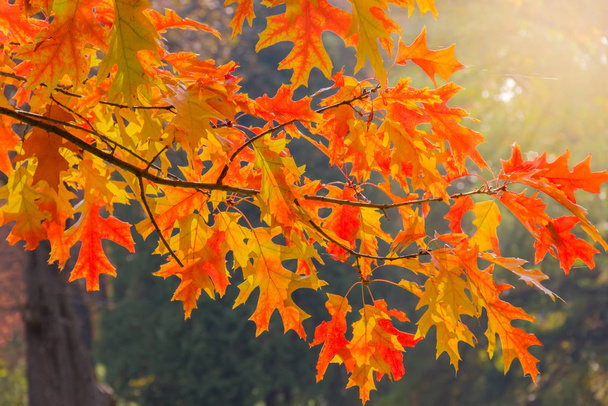 Ветвь красного дуба с осенними листьями против леса
 - Фото, изображение