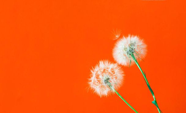 White Dandelions Inflorescence on yellow background. Concept for festive background or for project. Copy space - 写真・画像