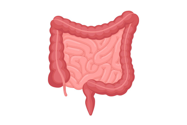 Anatomía del intestino humano. Cavidad abdominal digestiva y excreción del órgano interno. Intestino delgado y colon con duodeno recto y apéndice vector ilustración
 - Vector, imagen