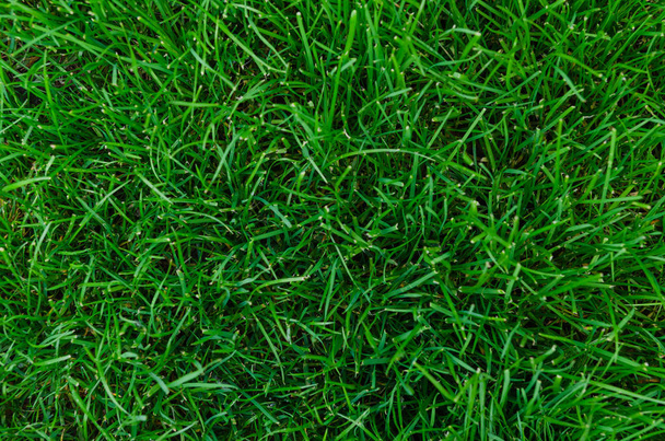 Green grass background texture on top view - Photo, Image