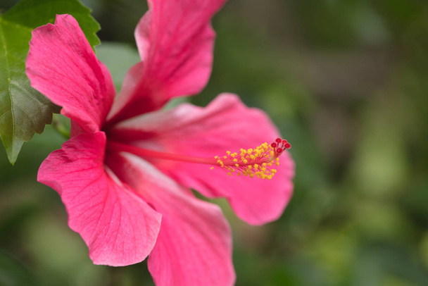 Red hibiscus. Very beautiful tropical flower a hibiscus with a long pestle - Foto, imagen