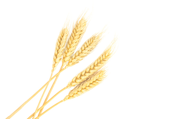 крупним планом висушене вухо з ячменю або пшениці ізольовано на білому тлі
. - Фото, зображення