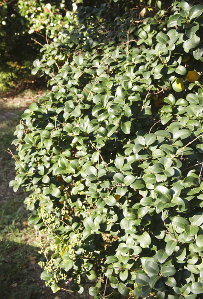 bladeren van Ternstroemia gymnanthera bij daglicht - Foto, afbeelding
