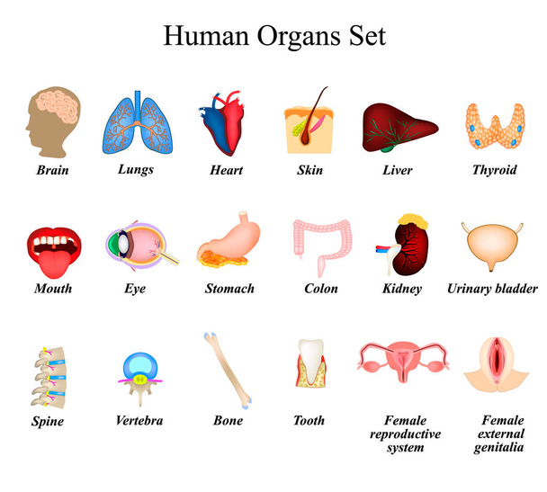 eine Reihe menschlicher Organe. Gehirn, Herz, Lunge, Wirbelsäule, Leber, Haut, Magen, Dickdarm, Niere, Blase, Schilddrüse, Mund, Auge, Wirbel, Knochen, Zahn, weibliche Fortpflanzungsorgane, Genitalien. Symbole. Infografik - Vektor, Bild